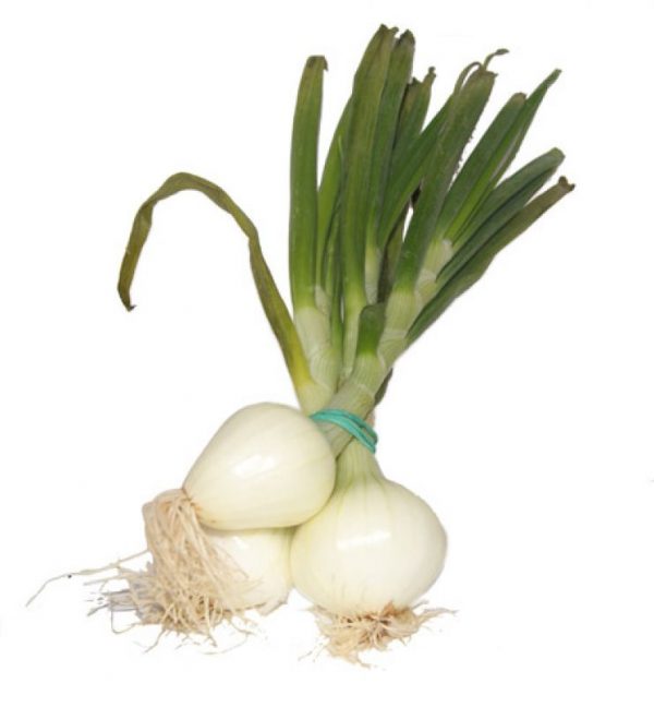 Cebollas tiernas