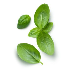 Albahaca