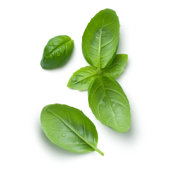 Albahaca