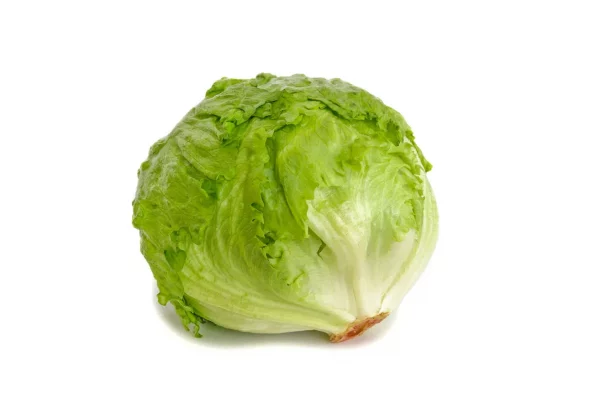 Lechuga iceberg