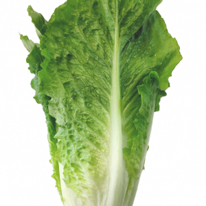 Lechuga romana