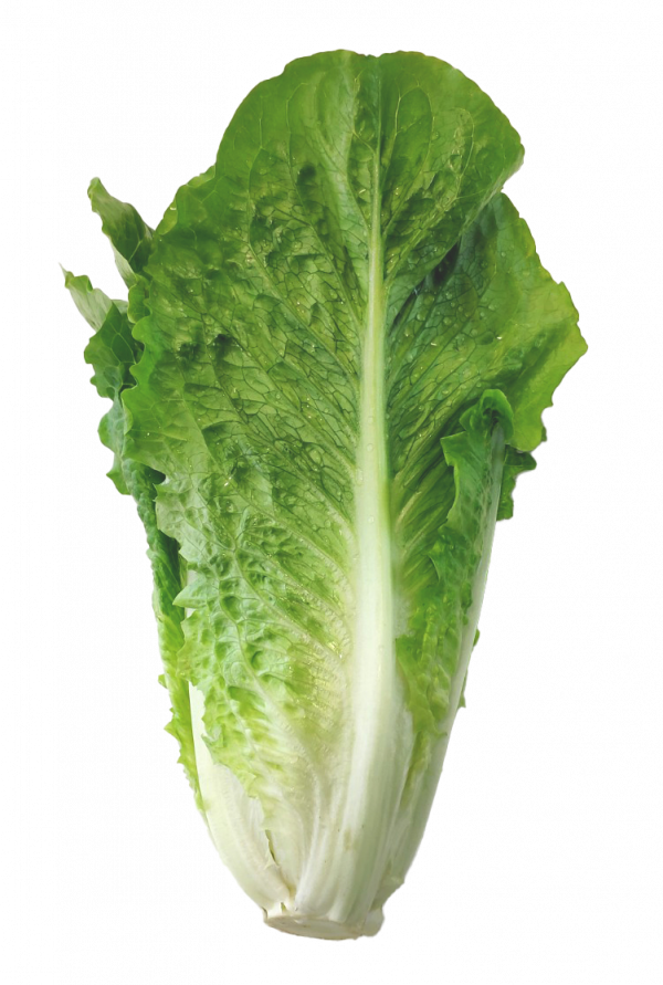 Lechuga romana